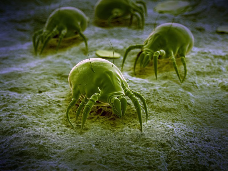 Beneficios para la salud